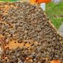 Nucs n full hives Image 2