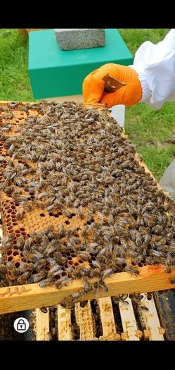 Nucs n full hives
