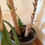 Statement House Plant Image 3