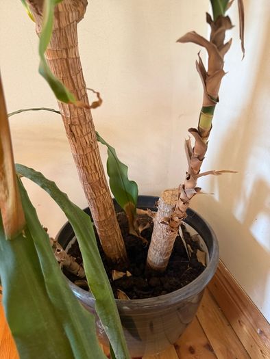 Statement House Plant