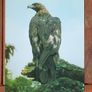 Fauna Postcards Image 6