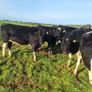 6 PBR Incalf heifers Pedigree Hol/Fr Image 2
