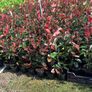 Leylandii hedging Image 3
