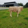 Show  type weanling Image 3