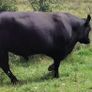 Pedigree Aberdeen Angus Bull  Ennis Mart 09/07 Image 5