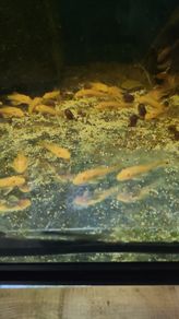 albino bristlenose plecos
