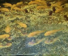 albino bristlenose plecos