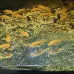 albino bristlenose plecos