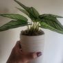 Artificial Plants in Ceramic Pots x3 Image 2
