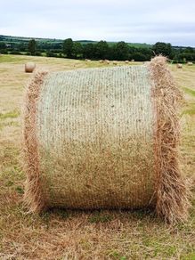 Quality Hay