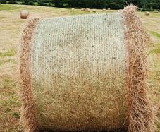 Quality Hay