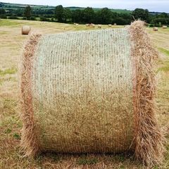 Quality Hay