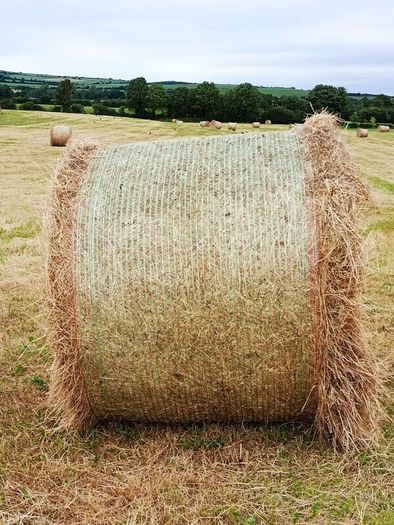 Quality Hay