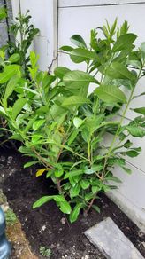 4 Laurel hedging Mature plants