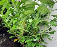 4 Laurel hedging Mature plants