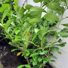 4 Laurel hedging Mature plants