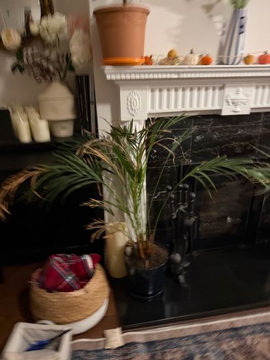 Plants for sale