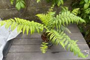 tree ferns - dicksonia antarctica