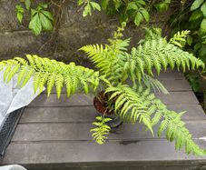 tree ferns - dicksonia antarctica