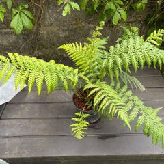 tree ferns - dicksonia antarctica