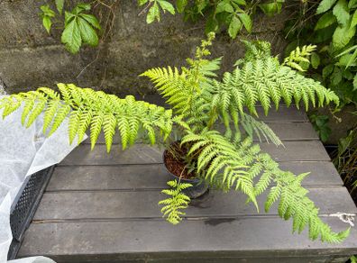 tree ferns - dicksonia antarctica
