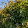 Cissus striata - fast growing evergreen climber Image 5