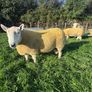 NCC Shearling Rams Image 4