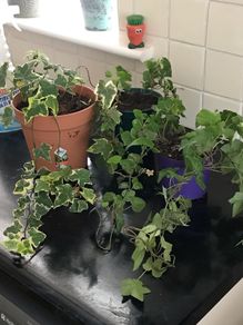 3 English Ivy Plants