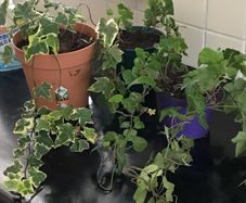 3 English Ivy Plants
