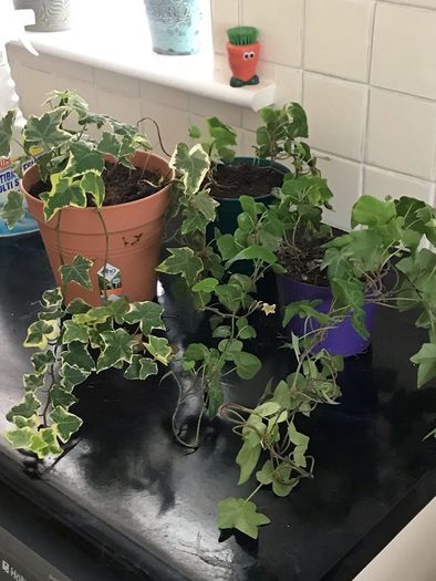 3 English Ivy Plants