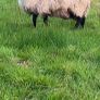 Black faced mountain hogget rams Image 2