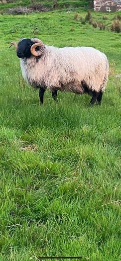 Black faced mountain hogget rams