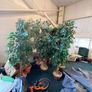 decorative trees Image 10