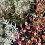 Plants and Shrubs Two euros Image 4