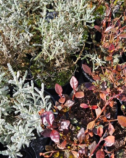 Shrubs and Garden Plants