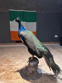 taxidermy peacock
