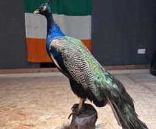 taxidermy peacock