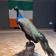 taxidermy peacock
