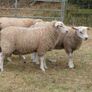 Tefrom Rams for Sale, New Zealand Maternal Sheep Image 7