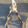 sika deer heads Image 4