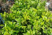 Laurel Hedging 50cm tall
