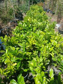 Laurel Hedging 50cm tall