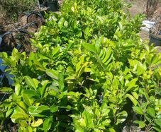 Laurel Hedging 50cm tall