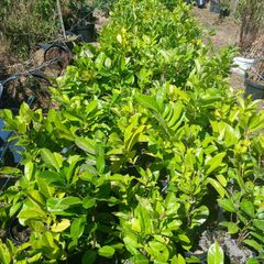 Laurel Hedging 50cm tall
