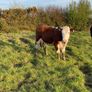Hereford Heifers Image 4