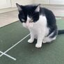 Female cat 5 yrs old Image 6