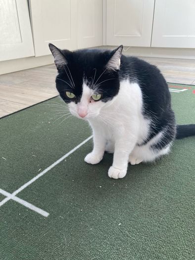 Female cat 5 yrs old