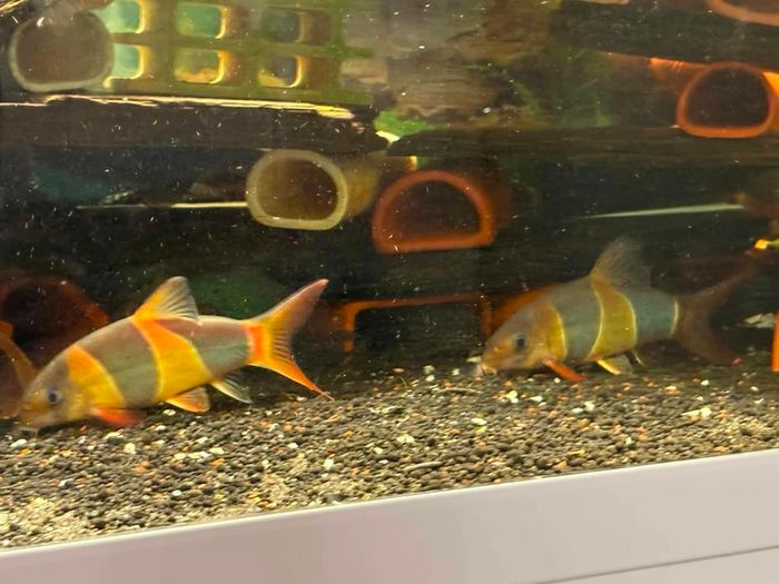 fish