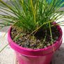 Chives - Allium schoenoprasum Image 2