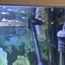 aquarium plants Image 6